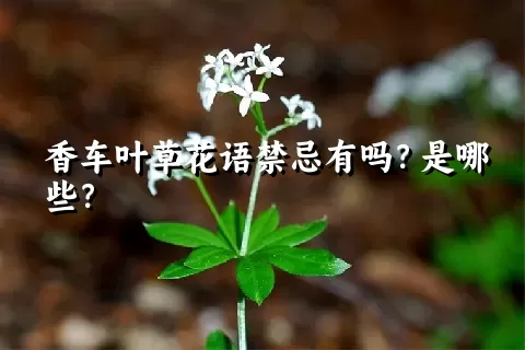 香车叶草花语禁忌有吗？是哪些？