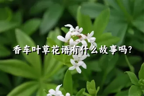 香车叶草花语有什么故事吗？