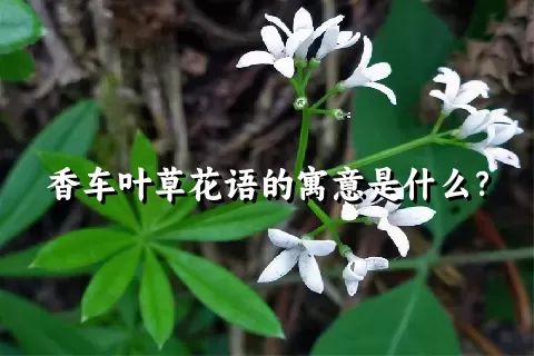 香车叶草花语的寓意是什么？