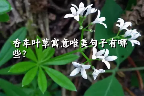 香车叶草寓意唯美句子有哪些？