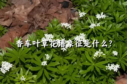 香车叶草花语象征是什么？