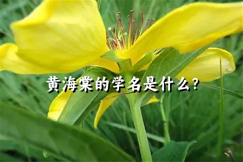 黄海棠的学名是什么？