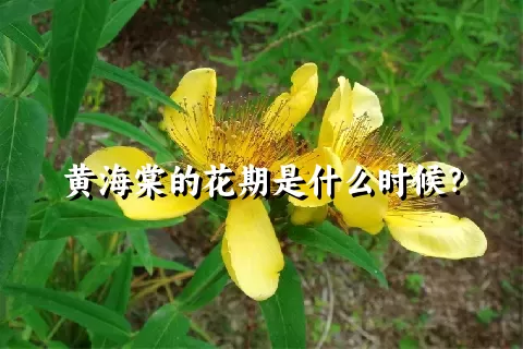 黄海棠的花期是什么时候？