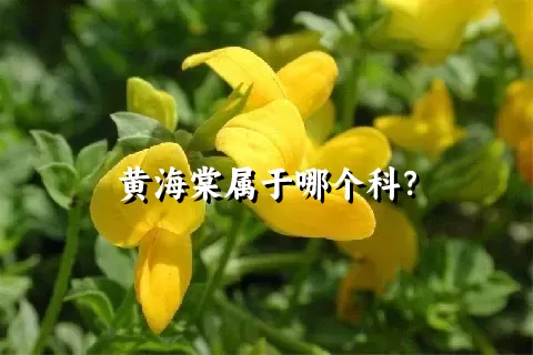 黄海棠属于哪个科？