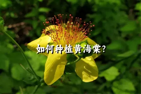 如何种植黄海棠？