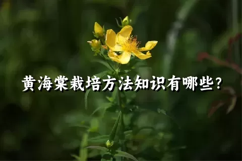 黄海棠栽培方法知识有哪些？