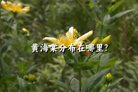 黄海棠分布在哪里?