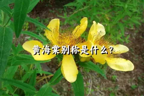 黄海棠别称是什么？