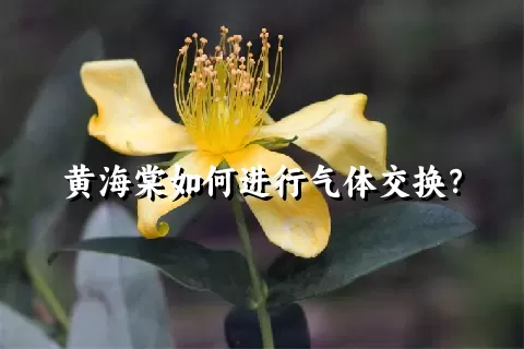 黄海棠如何进行气体交换？