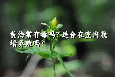 黄海棠有毒吗？适合在室内栽培养殖吗？