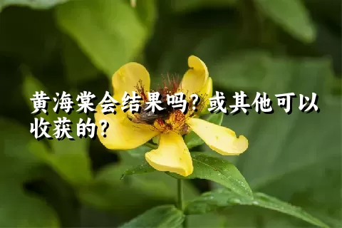 黄海棠会结果吗？或其他可以收获的？