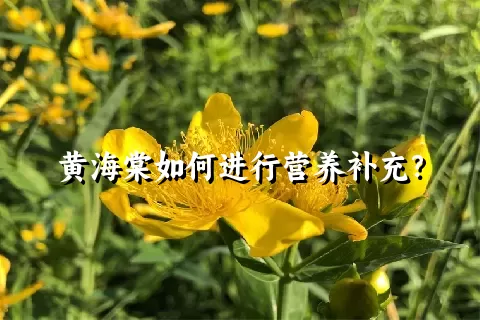 黄海棠如何进行营养补充？