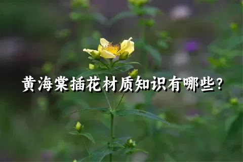 黄海棠插花材质知识有哪些？