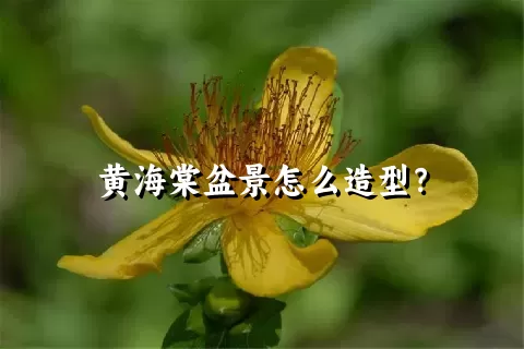 黄海棠盆景怎么造型？