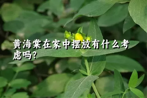 黄海棠在家中摆放有什么考虑吗？