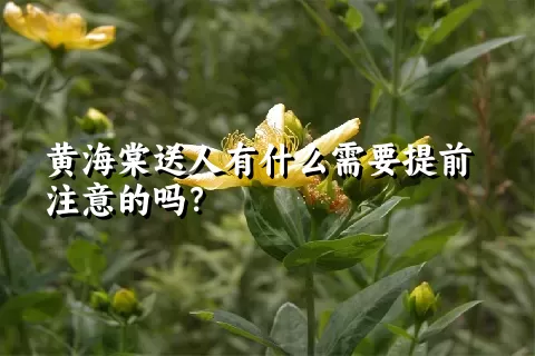 黄海棠送人有什么需要提前注意的吗？