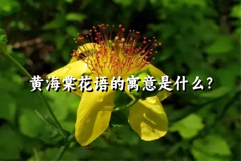 黄海棠花语的寓意是什么？