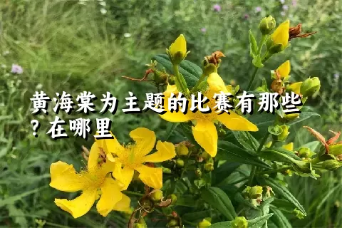 黄海棠为主题的比赛有那些？在哪里