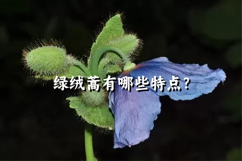 绿绒蒿有哪些特点？