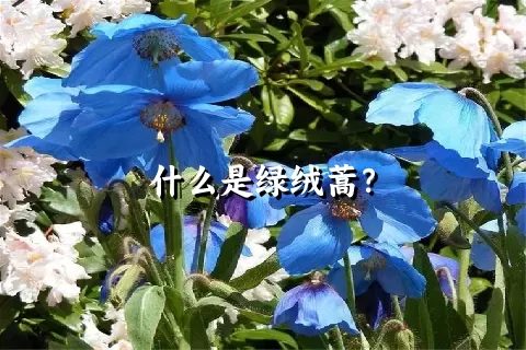 什么是绿绒蒿？