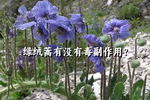 绿绒蒿有没有毒副作用？