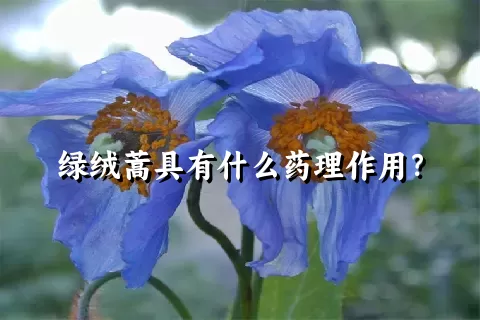 绿绒蒿具有什么药理作用？