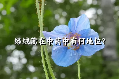 绿绒蒿在中药中有何地位？