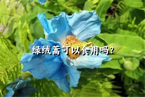 绿绒蒿可以食用吗？