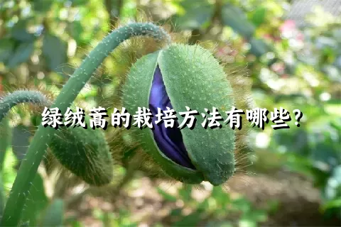 绿绒蒿的栽培方法有哪些？