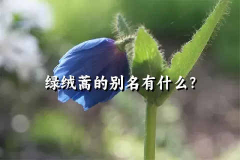 绿绒蒿的别名有什么？