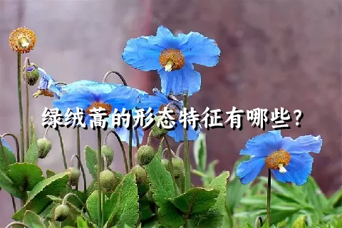 绿绒蒿的形态特征有哪些？