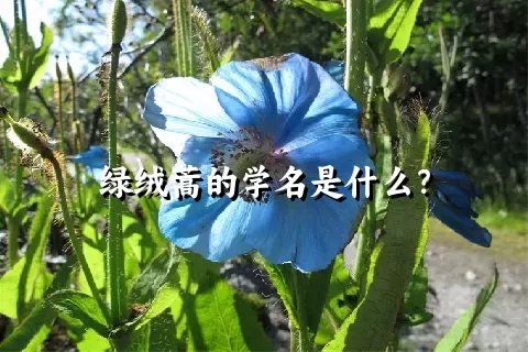 绿绒蒿的学名是什么？