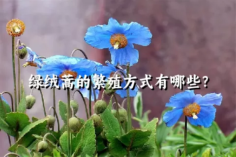 绿绒蒿的繁殖方式有哪些？