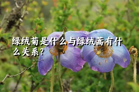 绿绒菊是什么与绿绒蒿有什么关系？