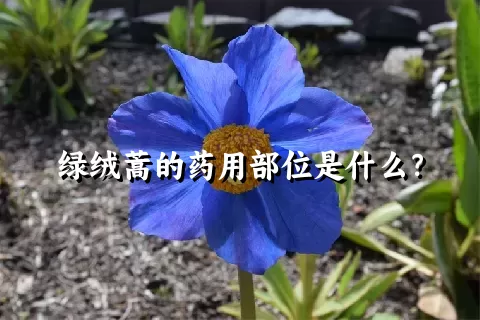 绿绒蒿的药用部位是什么？