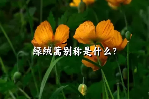 绿绒蒿别称是什么？