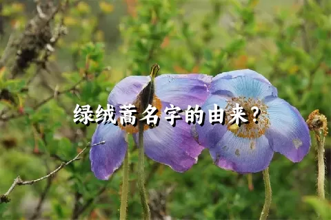 绿绒蒿名字的由来？