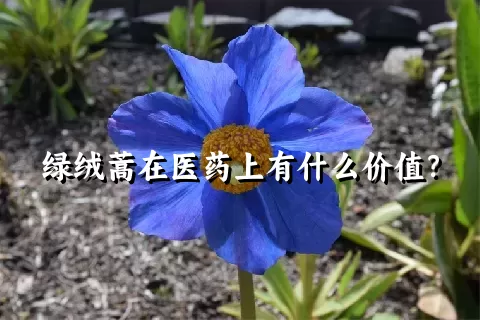 绿绒蒿在医药上有什么价值？