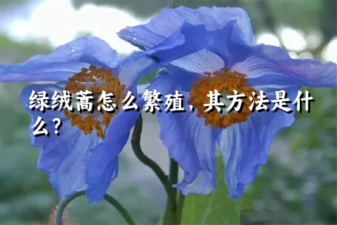 绿绒蒿怎么繁殖，其方法是什么？