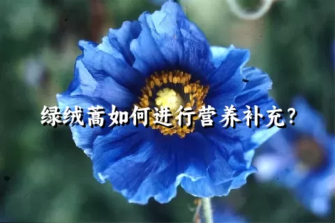 绿绒蒿如何进行营养补充？