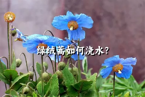 绿绒蒿如何浇水？