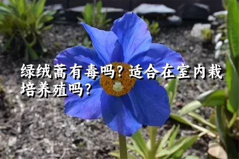 绿绒蒿有毒吗？适合在室内栽培养殖吗？