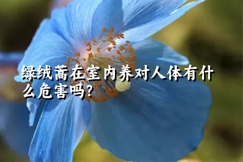 绿绒蒿在室内养对人体有什么危害吗？