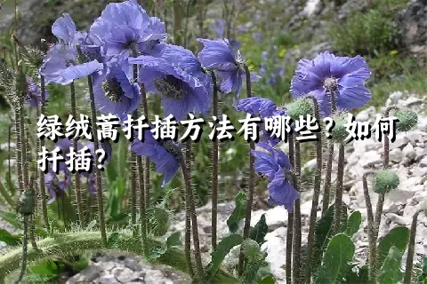 绿绒蒿扦插方法有哪些？如何扦插？