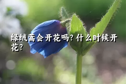 绿绒蒿会开花吗？什么时候开花？