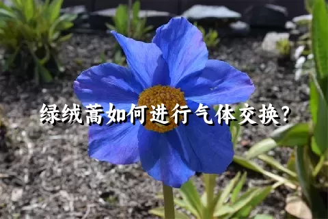 绿绒蒿如何进行气体交换？