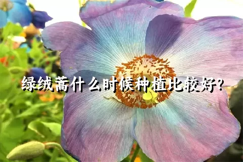 绿绒蒿什么时候种植比较好？