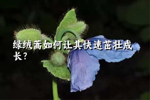 绿绒蒿如何让其快速茁壮成长？