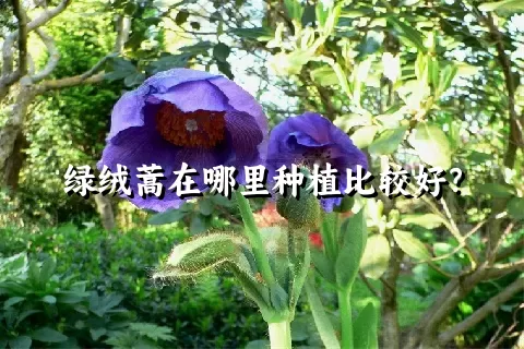 绿绒蒿在哪里种植比较好？