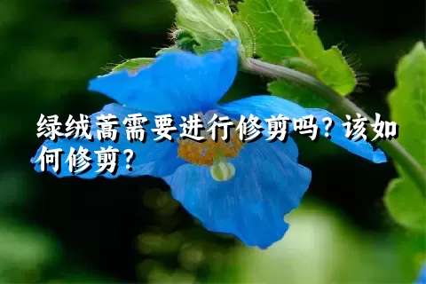 绿绒蒿需要进行修剪吗？该如何修剪？